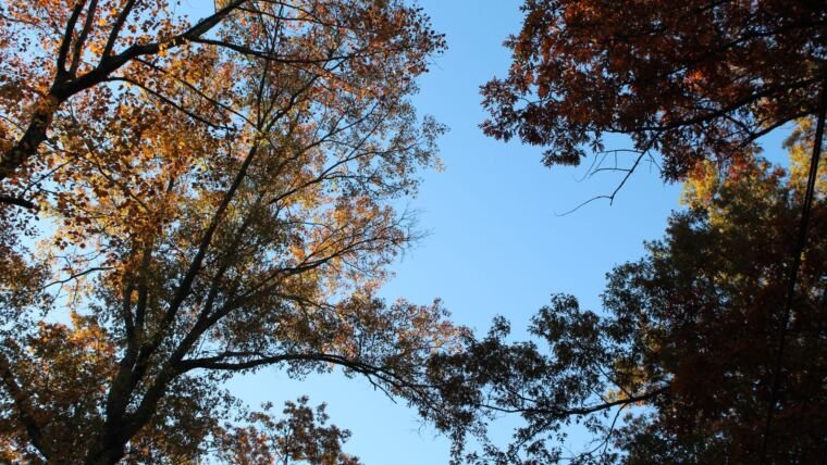 Low-angle view of autumn trees with a vivid blue sky in the background.