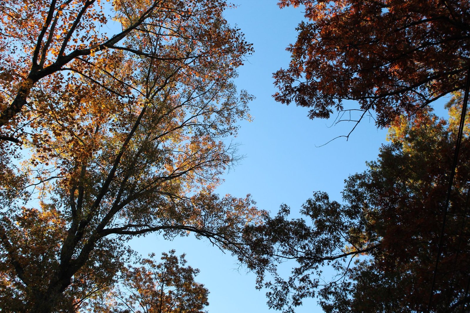 Low-angle view of autumn trees with a vivid blue sky in the background.